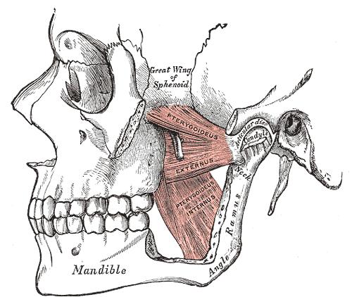 SUPERIORIS ALEQUE NASI, MUSCULUS LEVATOR ANGULI ORIS, MUSCULI ZYGOMATICI MAIOR ET MINOR a MUSCULUS RISORIUS.