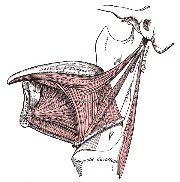 MUSCULUS STYLOGLOSSUS spojuje PROCESSUS STYLOIDEUS s okrajem jazyka