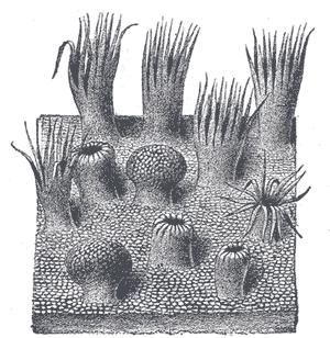 MUSCULUS PALATOGLOSSUS je podkladem patrového oblouku před krční