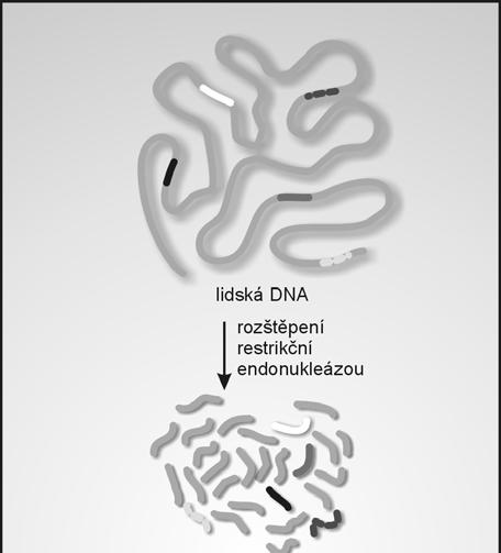 Genomová knihovna Příprava: izolace celkové buněčné genomové DNA fragmentace na části o vhodné velikosti