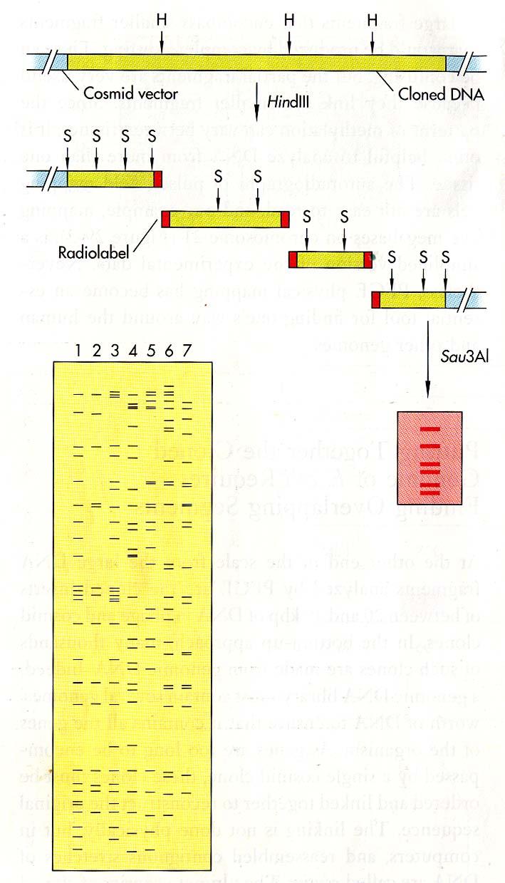 Uspořádání kosmidových klonů srovnáním restrikčních spekter 1. Štěpení kosmidových klonů HindIII 2. Koncové značení restrikčních fragmentů 3.