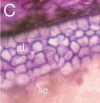 (2008) Plant Cell 19: 3127-3145 Model vzájemné kooperace genů DEK1, CR4 a SAL1 ve vývoji aleuronu a endospermu: - DEK1 přijímá a přenáší signál o tom, kde se