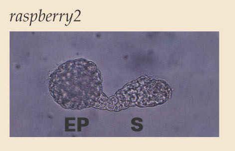 6 Geny nutné v ranných stádiích vývoje embrya Mutant raspberry2 morfologická zástava vývoje embrya v globulárním