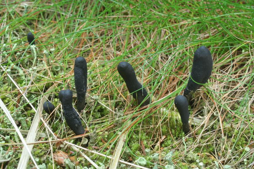 třída Sordariomycetes Cordyceps