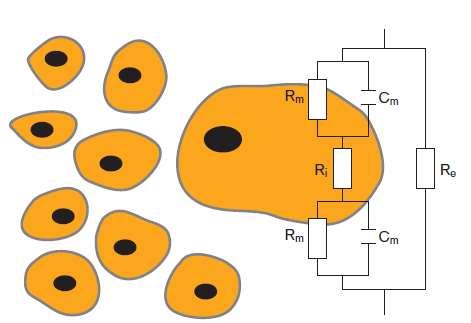 tvořena paralelní kombinací kondenzátoru Cm, představující lipidovou dvojvrstvu a rezistoru Rm, který reprezentuje iontové kanálky a pumpy procházející skrz membránu.