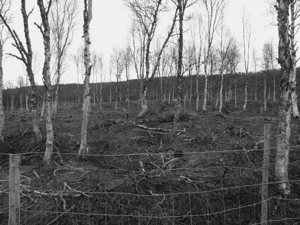 Archeologické rozhledy LXIV 2012 221 Obr. 7. Obnovený boreální pastevní les v oblasti Oppdal v jižním Norsku.