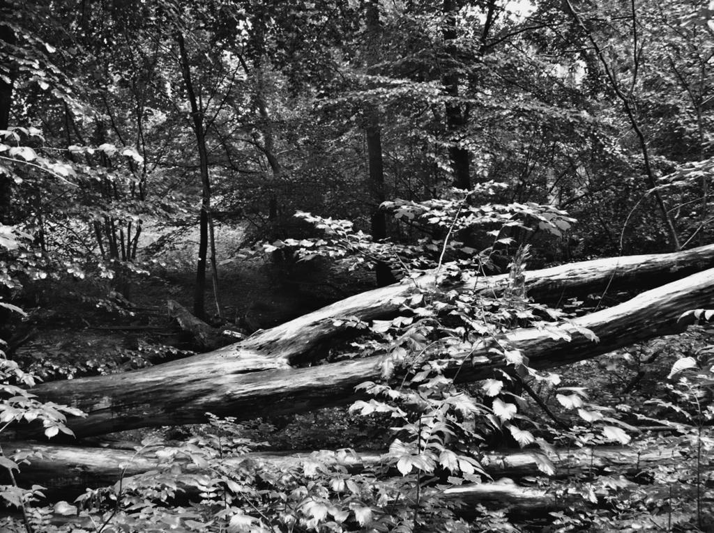 Archeologické rozhledy LXIV 2012 203 Obr. 1. Listnatý les v národním parku Dalby Söderskog v jižním Švédsku. Park byl založen v r. 1918 za účelem zachování zbytků původního panenského pralesa.