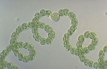 Planktothrix, Nostoc, Anabaenopsis, Synechococcus,