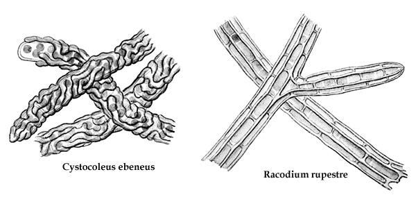 (Hawksworth, Santesson, Tibell (2011): Racoleus, a new genus of sterile