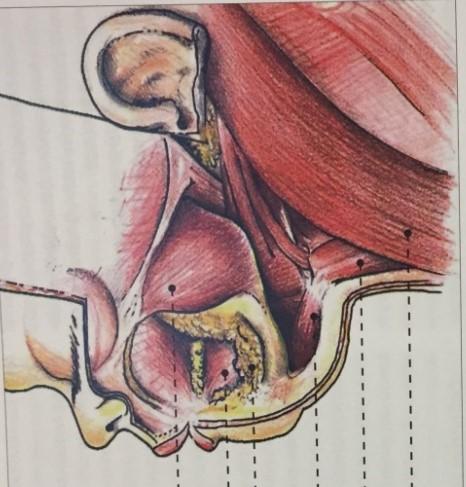 2 Žvýkací svaly dítěte Zdroj obrázku: (Dylevský,