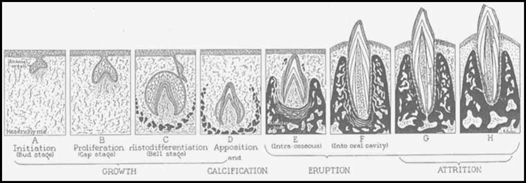 Obr. 1: Fáze odontogeneze podle Schoura a Masslera (Převzato ze Schoura a Masslera 1940.