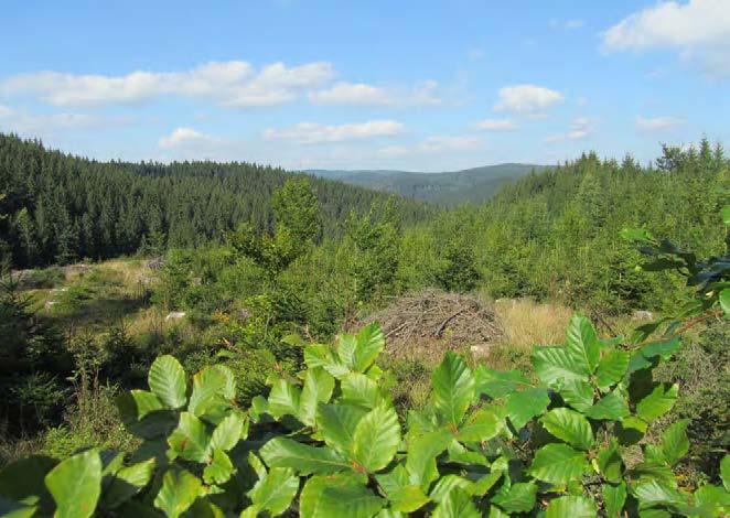 druhy jsou výrazné rozdíly. Dub má z pohledu dlouhodobého vývoje větší rozkolísanost a vyšší úroveň defoliace než buk.