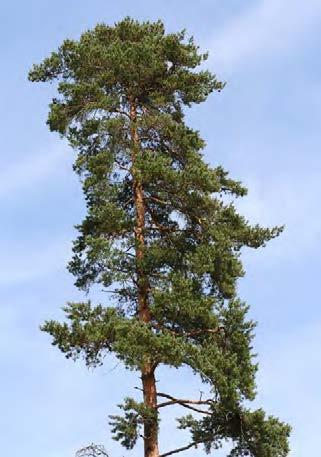 úrovně ICP Forests Dřevina smrk borovice modřín