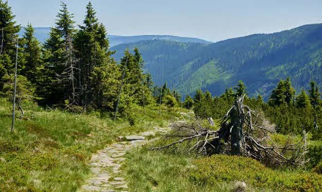 Tyto právní předpisy zaručují vyvážené uplatňování oprávněných zájmů vlastníků lesů na využívání lesa jako majetku a zájmů státu na tom, aby všechny lesy v České republice byly i do budoucna