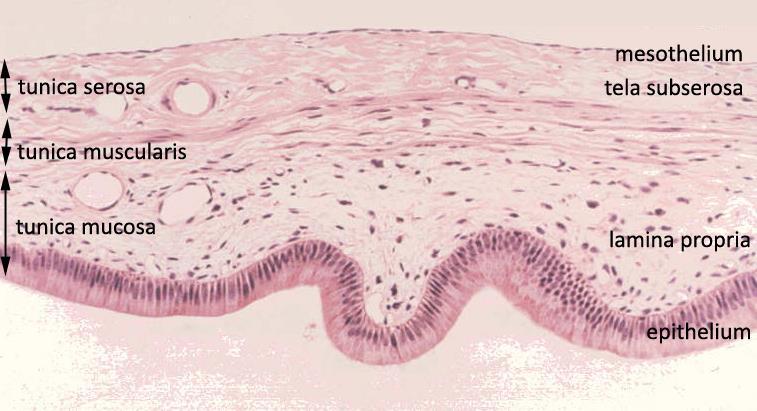 Pobřišnice histologie