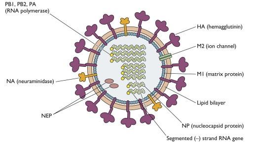 Influenzavirus A (RNA) Hemaglutinin H1-15, neuraminidáza N1-9, jejich antigenní změny: a) shift (výměna) - vzniká nový subtyp a pandemie, b) drift (posun) - lehce odlišná sezónní varianta viru