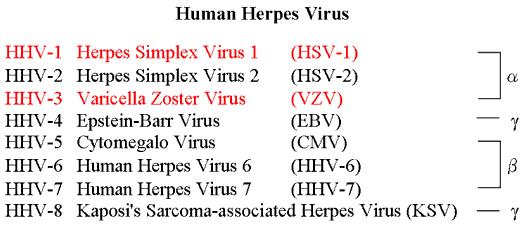 Herpes viry (DNA) http://glycoforum.gr.