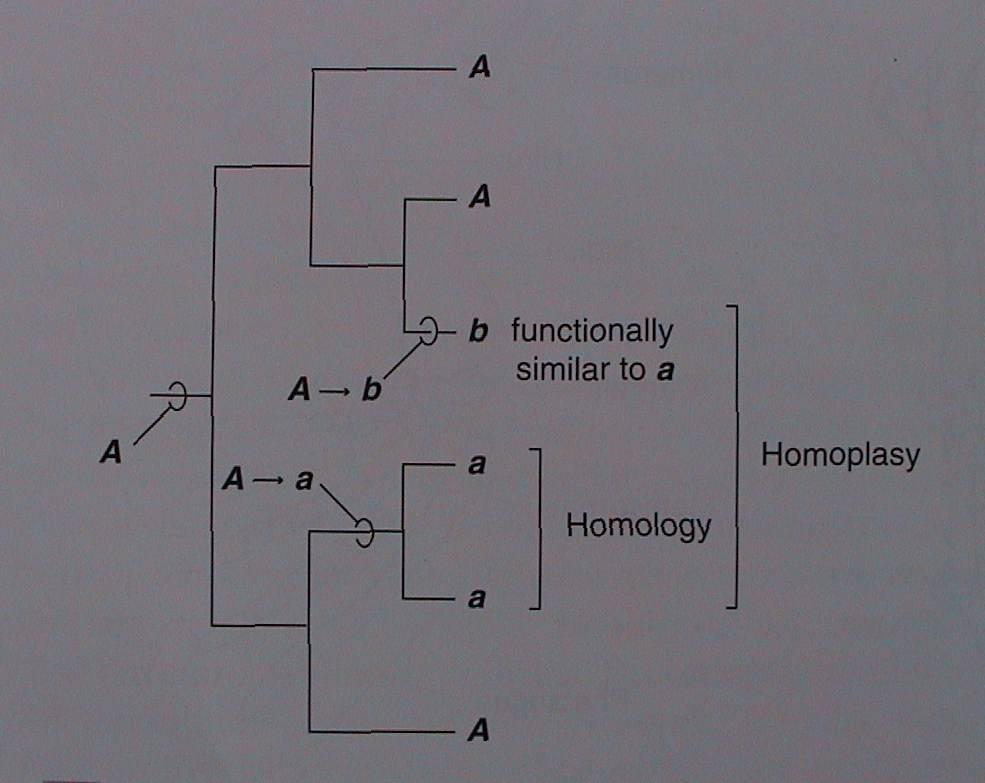 Homologie a homoplazie autapomorfie