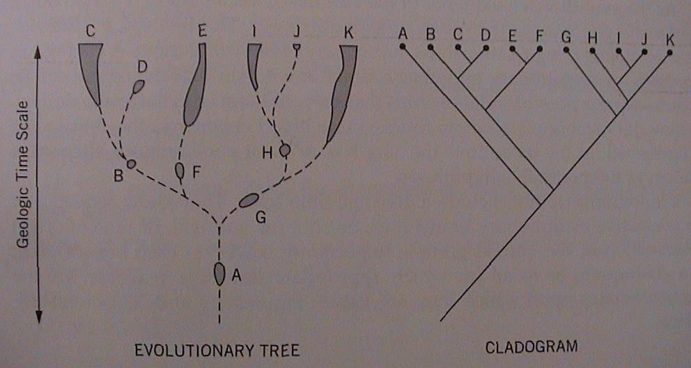 příbuznost taxonů -dendrogramy-kladogramy Ve vztahu k času