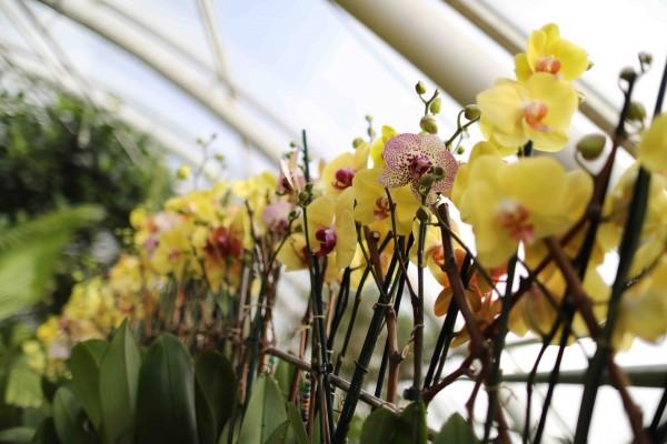 Botanická zahrada v Troji zve na výpravu za klenoty tropických pralesů. Nechte se okouzlit vůní a barvami tropických orchidejí ve skleníku Fata Morgana.