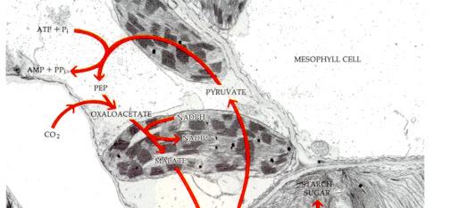 CO 2 3C PEPc4C Buňky mezofylu