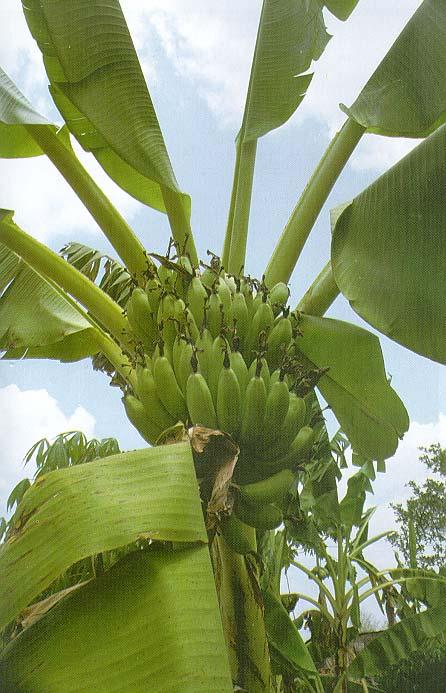 Banánovník obecný Bylina s nedřevnatějícím stonkem!!! Výška 3-4 m (bez listů) Celkem asi 200 druhů z Asie, Afriky a Austrálie Listy až 6x1 m, rostou velmi rychle.