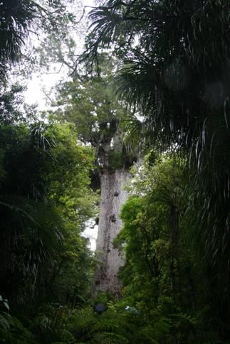 KAURI Agathis australis