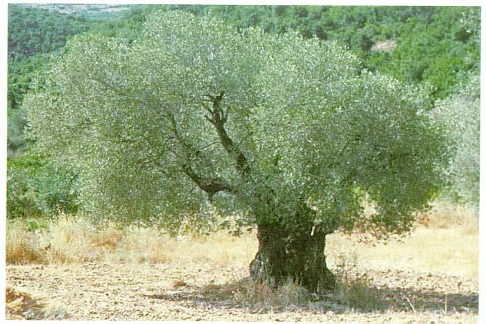 Olivovník jeden z