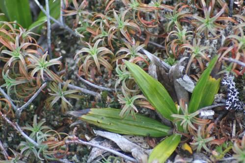 Dracophyllum latifolium