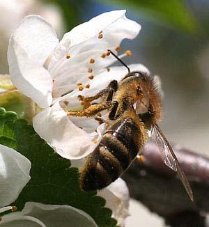 Opylování hmyzem Opylování včelami až 20.