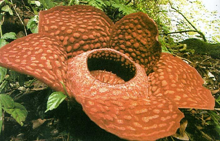 Raflesia arnoldii květ o průměru 1 m a