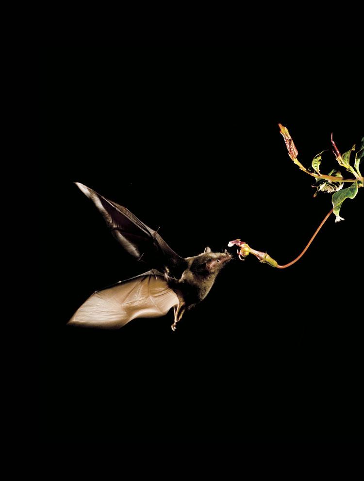 Opylení netopýry - Velmi důležití opylovači v tropických a pouštních oblastech -