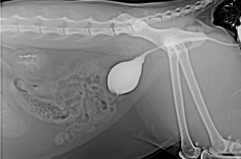 Komplikace - vezikoureterální reflux Reflux kontrastní látky do močovodů (šipky) Dif. dg.