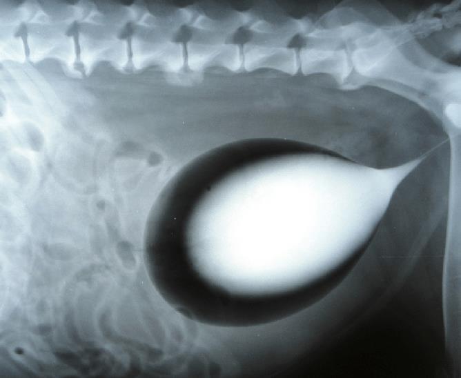 Dvojitá cystografie Senzitivní pro posouzení - pozice - intraluminální patologie - intramurální patologie Dávkování: Do 12 kg 1-3 ml