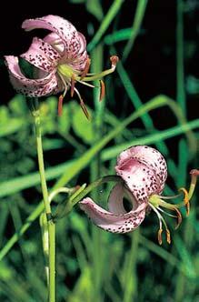 Vzácnû jsou vyvinuta ostfiicovo- -ra eliníková spoleãenstva svazu Sphagno recurvi-caricion canescenstis s ra eliníky (Sphagnum sp.), ostfiicí zobánkatou (Carex rostrata), o. edavou (C. canescens), o.