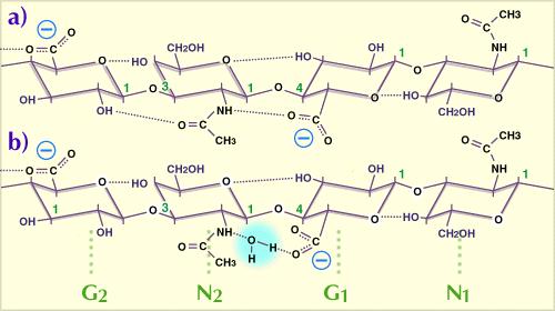 Obr. 5: Základní chemická struktura hyaluronanu. 2.3.1. Historie a struktura Hyaluronan byl objeven a pojmenován poprvé v roce 1934 Karlem Mayerem, který ho úspěšně izoloval ze sklivce oka.