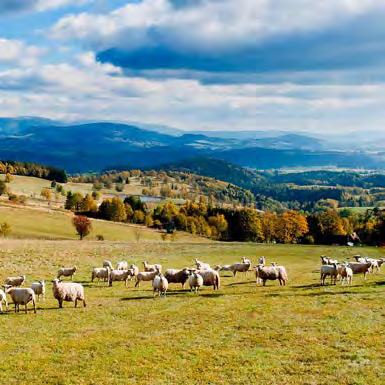 Fermă ecologică specialiată fără creşterea animalelor Cheltuieli reduse Combatere eficientă a buruienilor Atenţie la fitotoxicitate Podpora rozvoje ekologického zemědělství v Moldavsku Culturi