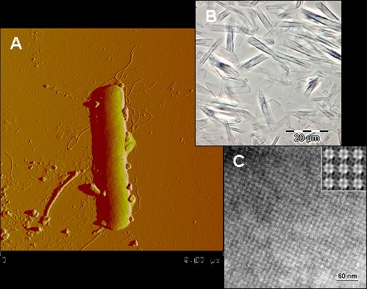 UTB in Zlín, Faculty of Technology 40 4.1.5 Bacillus sphaericus Bacillus sphaericus is a gram-positive aerobic spore-forming bacillus.
