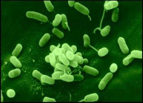 UTB in Zlín, Faculty of Technology 43 4.1.9 Pseudomonas fluorescens Pseudomonas fluorescens has multiple flagella. It has an extremely versatile metabolism, and can be found in the soil and in water.