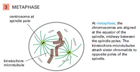 Metafáze Chromozómy se