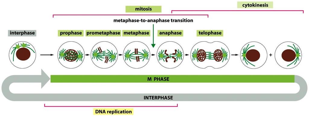 Figure 17-3 Molecular Biology of