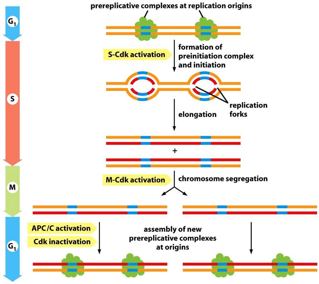 Figure 17-22 Molecular Biology