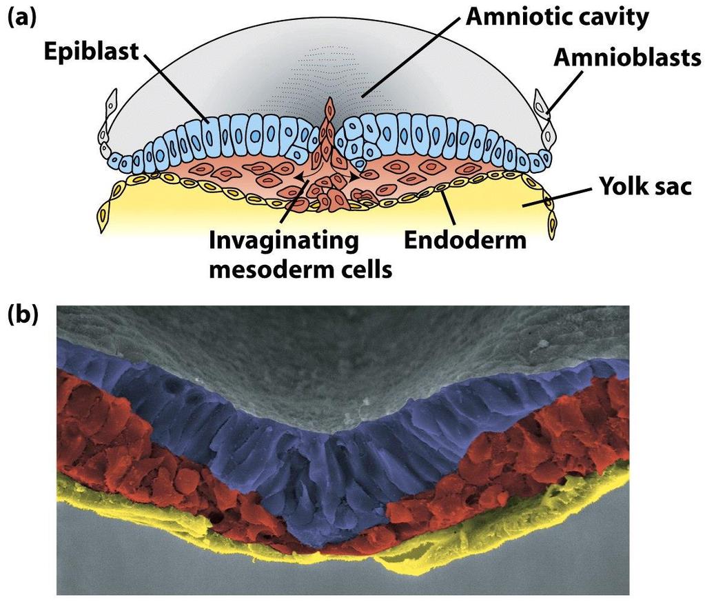 Gastrulace ektoderm nervové a epidermální buňky mesoderm-