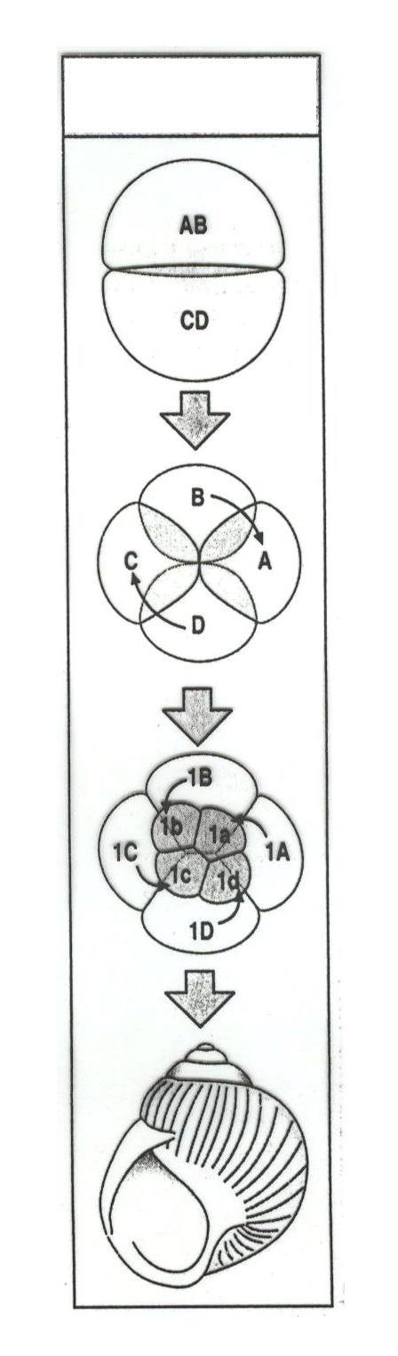 Směr otáčivosti ulity měkkýšů odpovídá maternálně determinovanému rýhování pravotočivé (R) levotočivé (L) - směr otáčení je způsoben posunem čtyř animálních (1 a-d ) blastomer