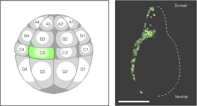 Osudové mapování s pomocí vitálního barvení (fluorescence) Blastomera Xenopus C3