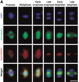 (Ca2+-calmodulin reg.