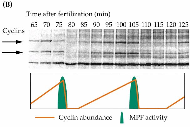 MPF = p34