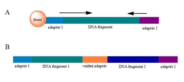 Příprava genomové knihovny Fragmentace - mechanická nebo enzymatická Připojení adapterů Imobilizaci knihovny na pevném povrchu Amplifikace