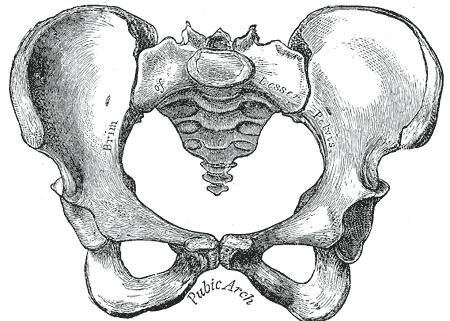 Dle Čiháka, 2001 rozeznáváme na pánvi velkou pánev (pelvis major), která je tvořena lopatami kyčelními a tzv.