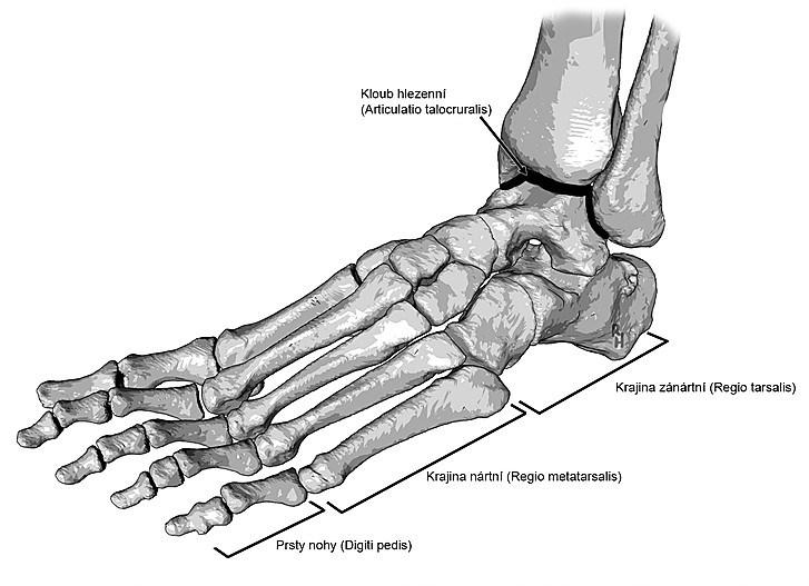 spojuje s holenní a lýtkovou kostí. Vnější paprsek je tvořen především kostí patní, jenž je největší zánártní kostí.